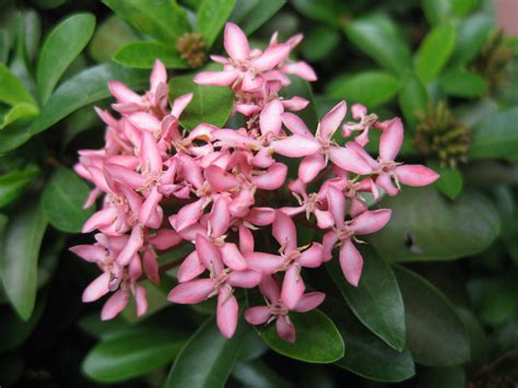 ixona|Ixora plants and species and varieties 